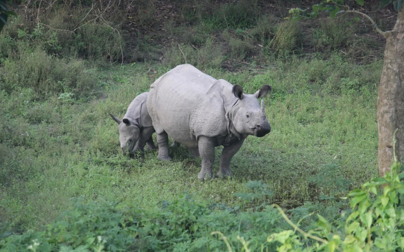 Chitwan-Nepal-Highlights-Tour